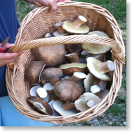 paddenstoelen